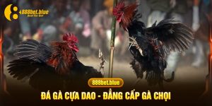 đá gà cựa dao