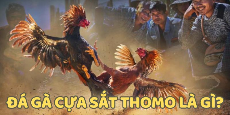 Đá gà cựa sắt tại trường đấu Thomo