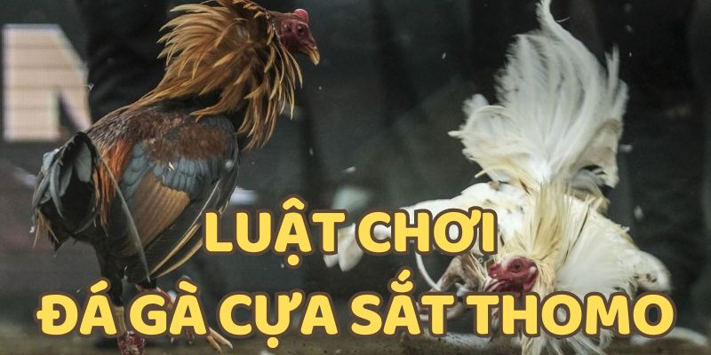 Luật chơi đá gà cựa sắt Thomo cực dễ hiểu