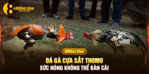 Đá gà cựa sắt Thomo