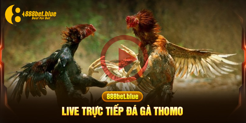 trực tiếp đá gà Thomo