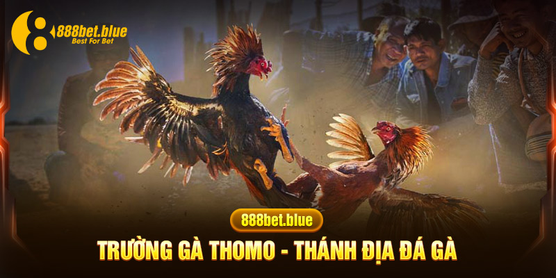 trường gà Thomo